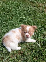 Fancy, a female Chihuahua for sale in Patrick, SC – 1 of 8