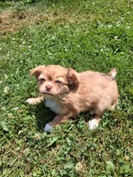 Chocolate fawn  long hair, a female Chihuahua for sale in Patrick, SC – 4 of 9
