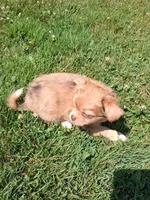 Chocolate fawn  long hair, a female Chihuahua for sale in Patrick, SC – 5 of 9