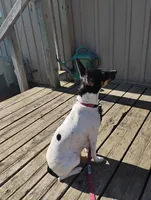 River, a female Rat Terrier for sale in Patrick, SC – 4 of 4