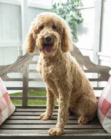 Marguerite, a female Goldendoodle for sale in Appomattox, VA – Photo 3 of 4