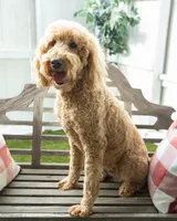 Marguerite, a female Goldendoodle for sale in Appomattox, VA – Photo 2 of 4