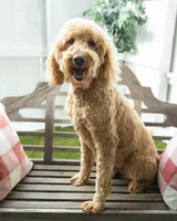 Marguerite, a female Goldendoodle for sale in Appomattox, VA – Photo 1 of 4