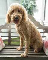 Marguerite, a female Goldendoodle for sale in Appomattox, VA – Photo 4 of 4