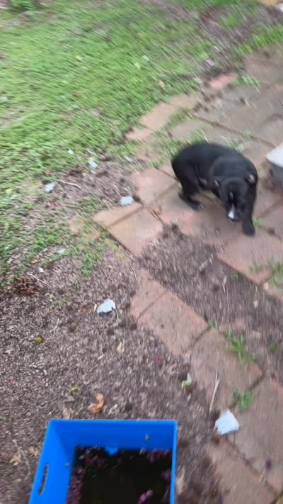 Black, a male American Bully for sale in Lafayette, LA – 2 of 2