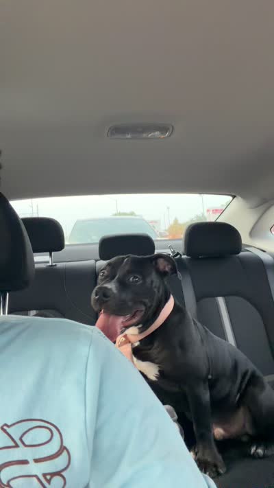 Black, a male American Bully for sale in Lafayette, LA – 1 of 2