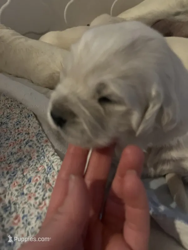 AKC Golden Retriever  – English Cream Golden Retriever puppy for sale in Durham, ME