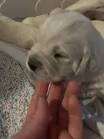 AKC Golden Retriever , a male English Cream Golden Retriever for sale in Durham, ME – 1 of 8