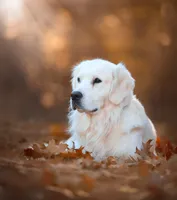 AKC Golden Retriever , a male English Cream Golden Retriever for sale in Durham, ME – 7 of 8