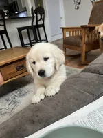 AKC Golden Retriever , a male English Cream Golden Retriever for sale in Durham, ME – 8 of 8