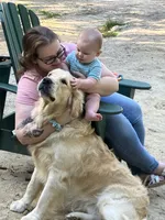AKC Golden Retriever , a male English Cream Golden Retriever for sale in Durham, ME – 3 of 8