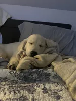 AKC Golden Retriever , a male English Cream Golden Retriever for sale in Durham, ME – 6 of 8