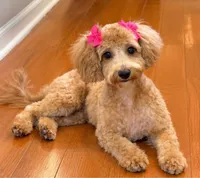 Sevyn, a female Maltipoo for sale in Memphis, TN – 2 of 3