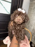 Chocolate , a female Poodle - Toy  for sale in Memphis, TN – 2 of 2