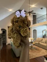 Millie, a female Poodle - Toy  for sale in Memphis, TN – 3 of 4