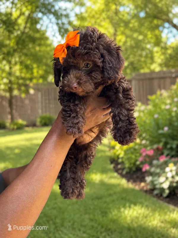 Brownie  – Poodle - Toy  puppy for sale in Memphis, TN