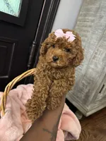 Piper, a female Poodle - Toy  for sale in Memphis, TN – 3 of 3