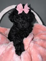 Daisy, a female Poodle - Toy  for sale in Memphis, TN – 1 of 3
