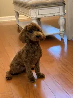 Chase, a male Poodle - Toy  for sale in Memphis, TN – 1 of 3