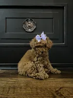 Millie, a female Poodle - Toy  for sale in Memphis, TN – 2 of 4