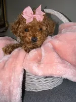 Jade, a female Poodle - Toy  for sale in Memphis, TN – 3 of 3