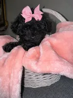 Daisy, a female Poodle - Toy  for sale in Memphis, TN – 3 of 3
