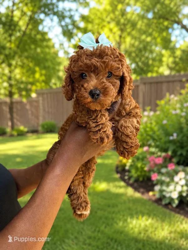 Piper – Poodle - Toy  puppy for sale in Memphis, TN