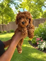 Piper, a female Poodle - Toy  for sale in Memphis, TN – 1 of 1