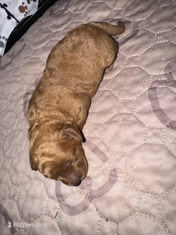 Champ, a male Maltipoo for sale in Memphis, TN – Photo 1 of 1