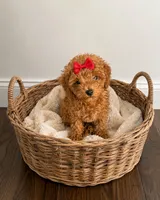 Violet, a female Poodle - Toy  for sale in Memphis, TN – 1 of 1