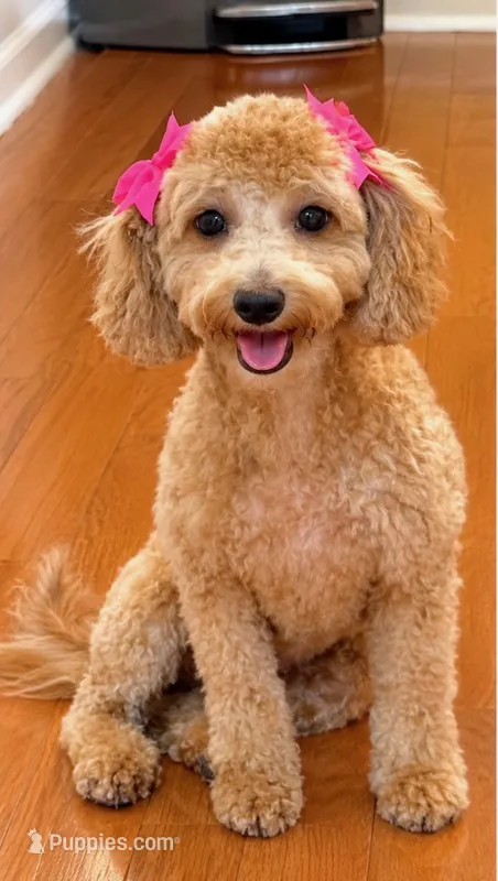 Sevyn – Maltipoo puppy for sale in Memphis, TN