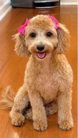 Sevyn, a female Maltipoo for sale in Memphis, TN – 1 of 3