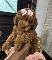 Piper, a female Poodle - Toy  for sale in Memphis, TN – 2 of 3