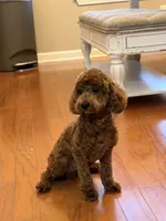 Chase, a male Poodle - Toy  for sale in Memphis, TN – 2 of 3