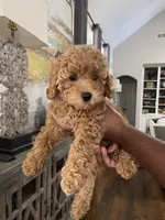 Izzie, a female Maltipoo for sale in Memphis, TN – Photo 2 of 3