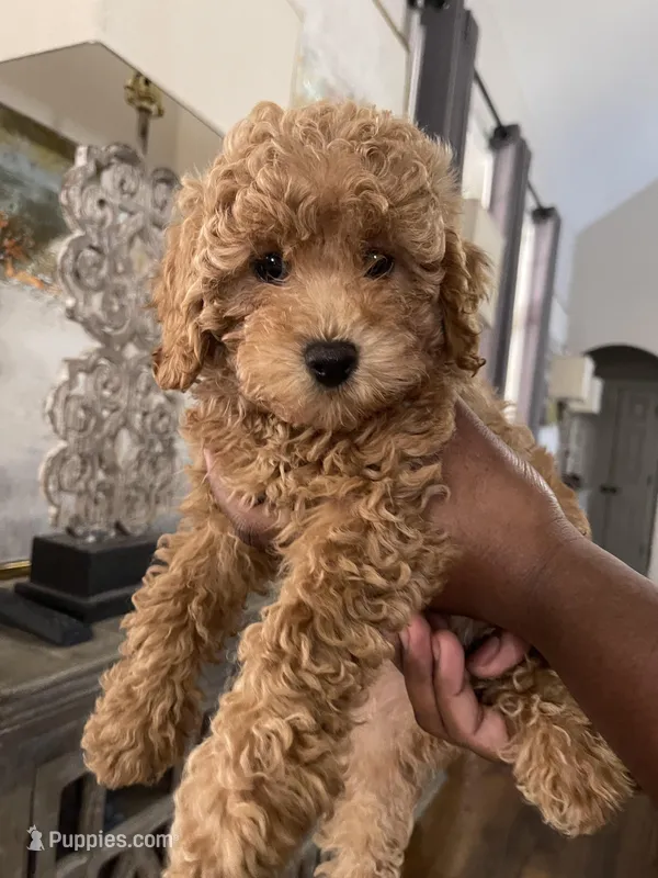 Izzie – Maltipoo puppy for sale in Memphis, TN
