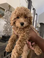 Izzie, a female Maltipoo for sale in Memphis, TN – Photo 1 of 3