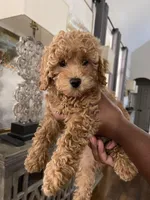 Izzie, a female Maltipoo for sale in Memphis, TN – Photo 3 of 3