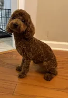 Chase, a male Poodle - Toy  for sale in Memphis, TN – 3 of 3