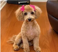 Sevyn, a female Maltipoo for sale in Memphis, TN – 3 of 3
