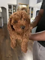 Bingo, a male Maltipoo for sale in Memphis, TN – Photo 4 of 4