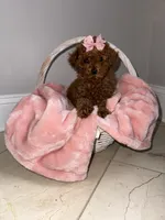 Jade, a female Poodle - Toy  for sale in Memphis, TN – 2 of 3