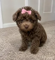 Junie, a female Poodle - Toy  for sale in Memphis, TN – 2 of 2