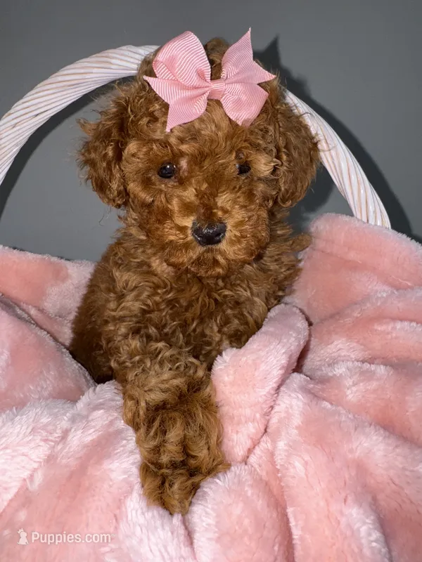 Jade – Poodle - Toy  puppy for sale in Memphis, TN