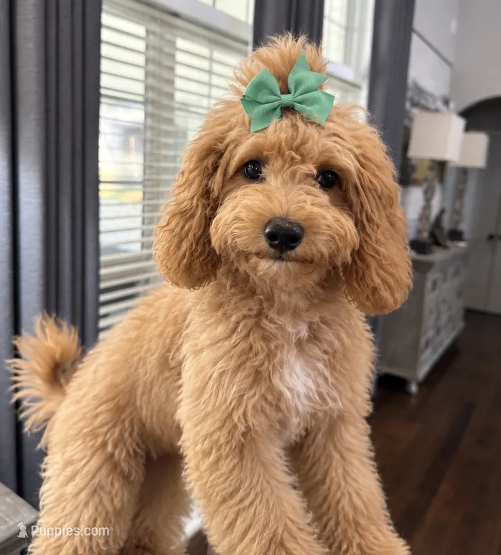 Sevyn – Maltipoo puppy for sale in Memphis, TN