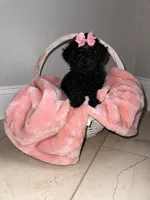 Daisy, a female Poodle - Toy  for sale in Memphis, TN – 2 of 3