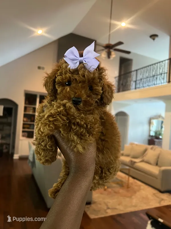 Millie – Poodle - Toy  puppy for sale in Memphis, TN