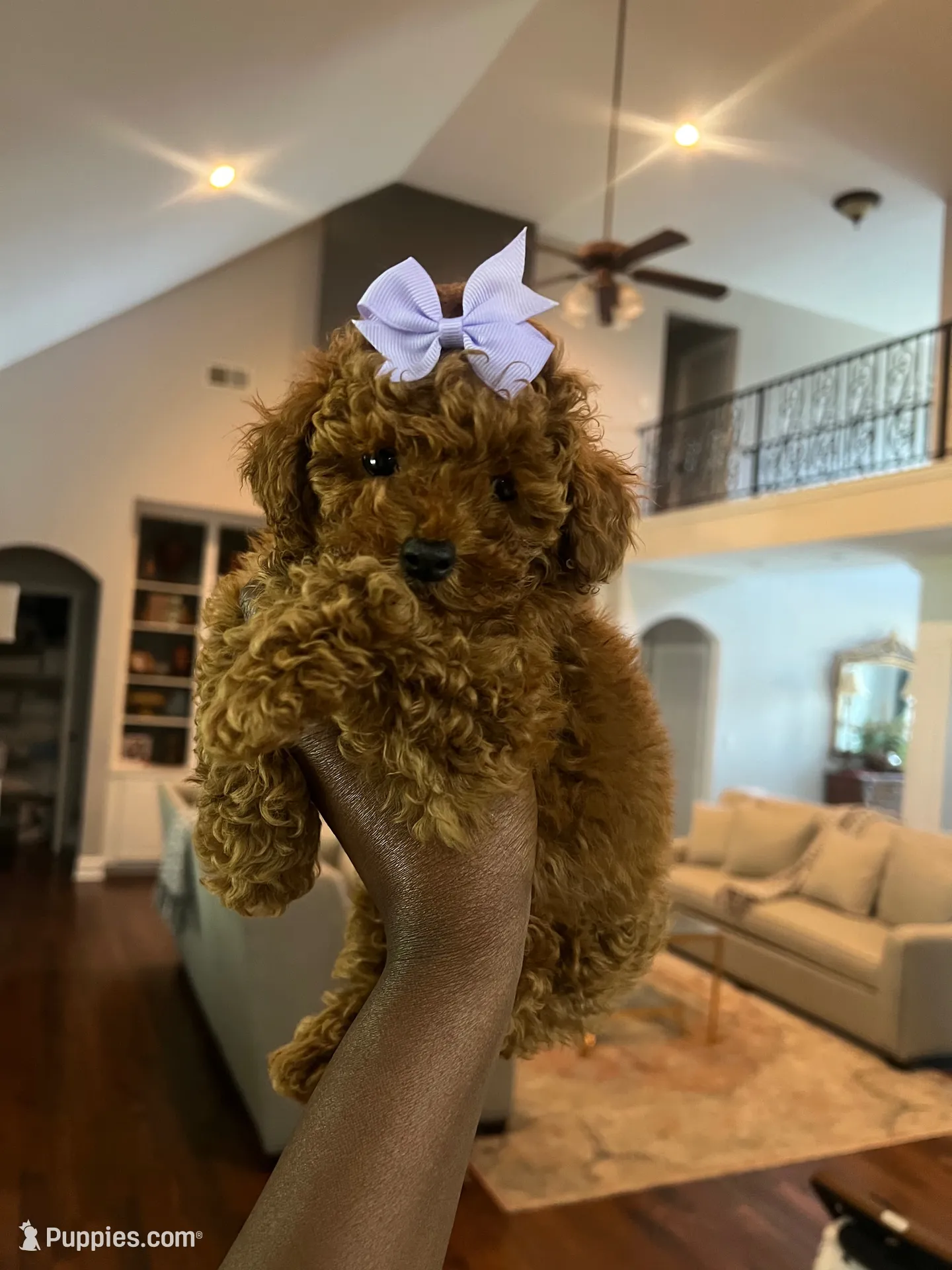 Millie, a female Poodle - Toy  for sale in Memphis, TN – 1 of 4
