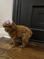 Millie, a female Poodle - Toy  for sale in Memphis, TN – 4 of 4