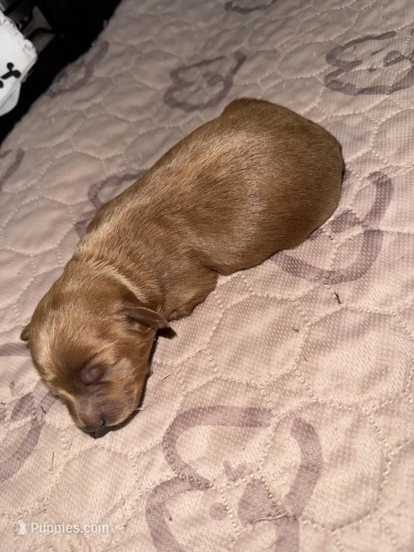 Evie – Maltipoo puppy for sale in Memphis, TN